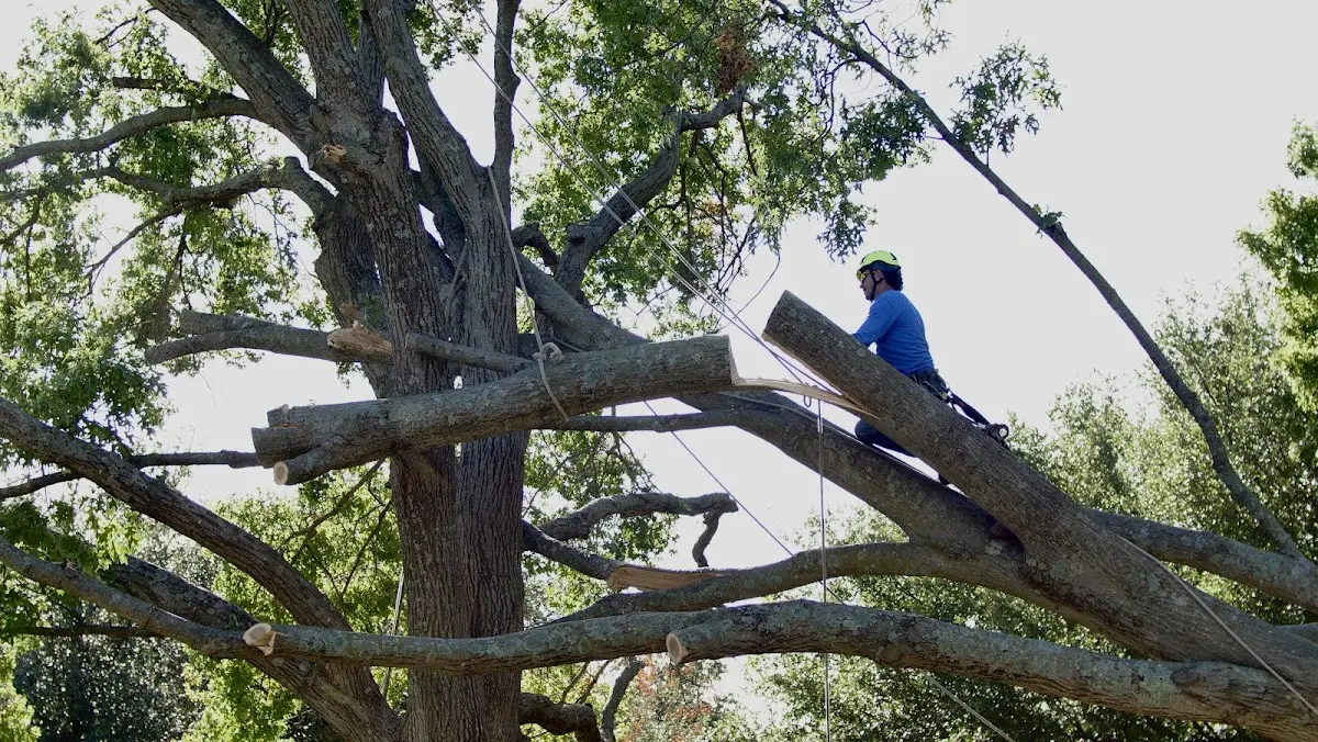 Professional Hazardous Tree Removal performed by certified arborists in Milton Mills